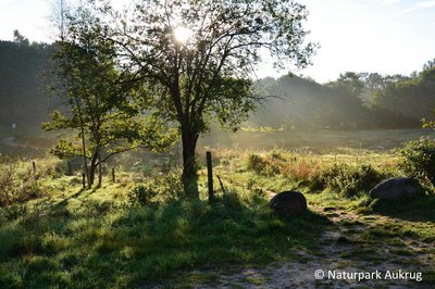 Aufnahme vom Boxberg im Naturpark Aukrug. Zu sehen ein Baum mit besonderem Lichteinfall 