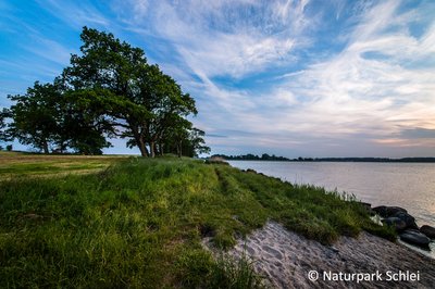 links steht auf einer kleinen Anhöhe ein Baum, rechts im Bild direkt daneben ist die Schlei zu sehen