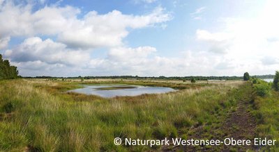 urbane Moorlandschaft mit Gräsern und Wasseransammlungen, im Hintergrund Wald